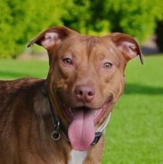 Enlarge Butter, a Adoptable mixed breed in Woburn, MA image 1/6