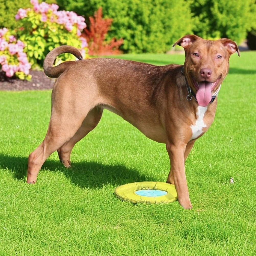 Enlarge Butter, a Adoptable mixed breed in Woburn, MA image 5/6