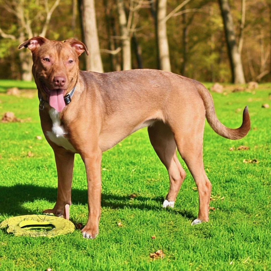 Enlarge Butter, a Adoptable mixed breed in Woburn, MA image 3/6