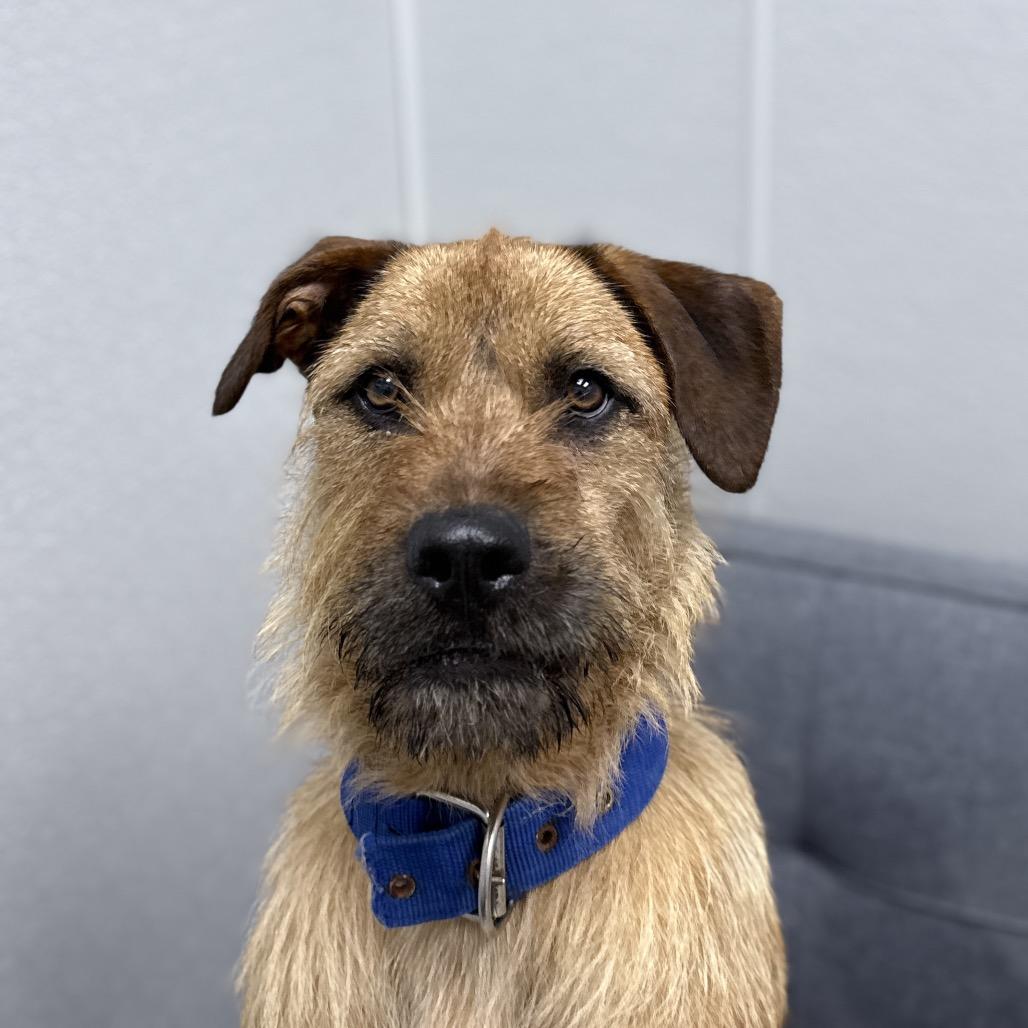 Enlarge Joe, a Adoptable mixed breed in Monticello, IA image 2/6