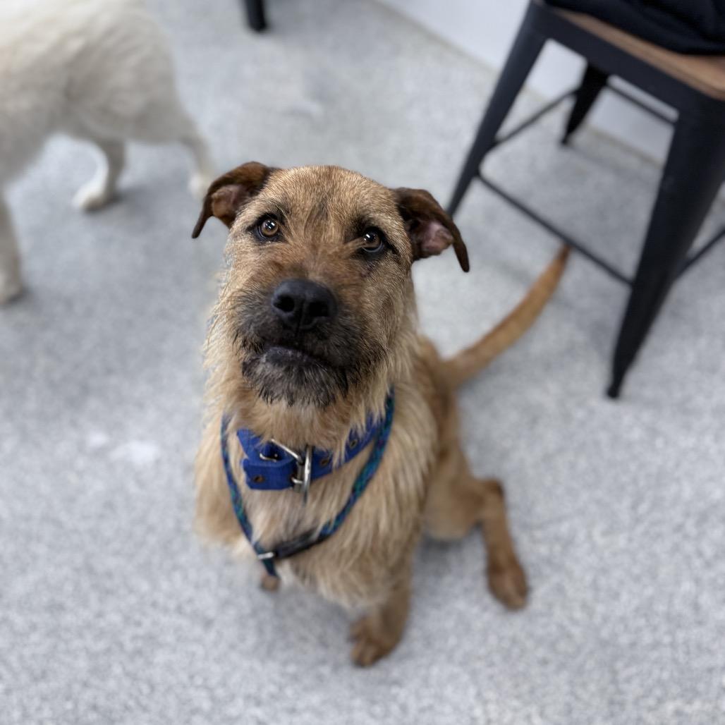 Enlarge Joe, a Adoptable mixed breed in Monticello, IA image 5/6