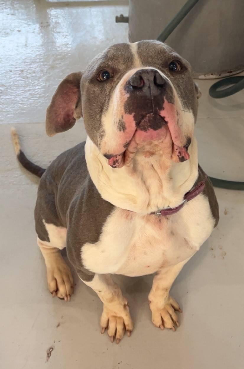 Ziggy --Courtesy Post. Out of town pet. See below for details-, an adopted Pit Bull Terrier in Eagle, ID image 1/2