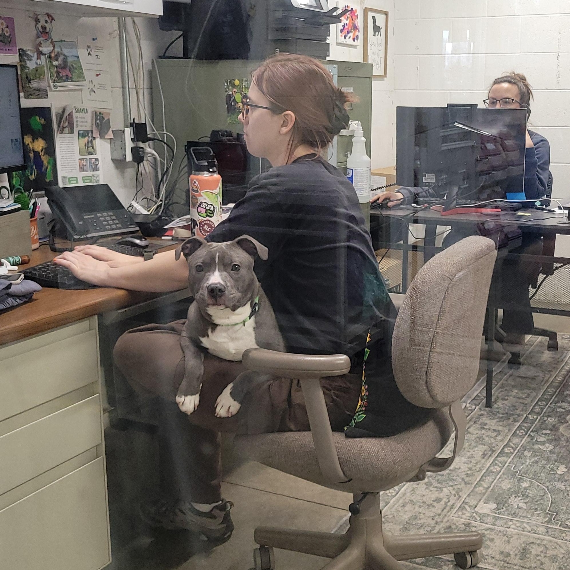 Enlarge Linus, an adoptable mixed breed in Lake Odessa, MI image 6/6