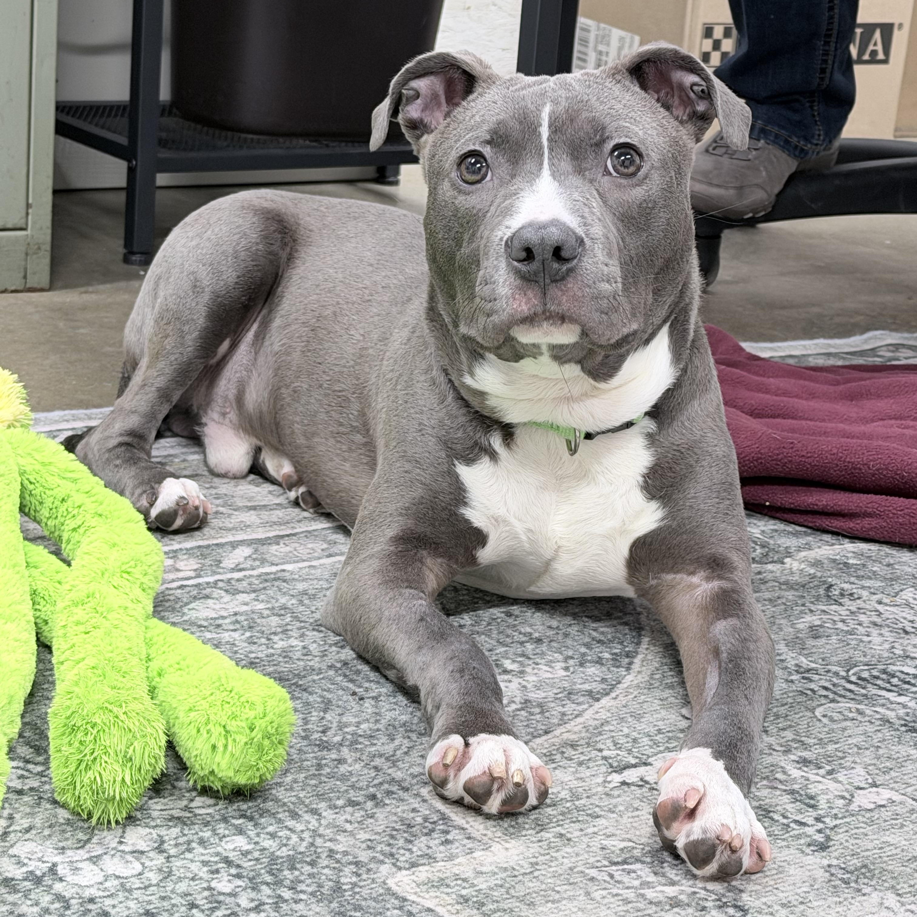 Enlarge Linus, an adoptable mixed breed in Lake Odessa, MI image 1/6