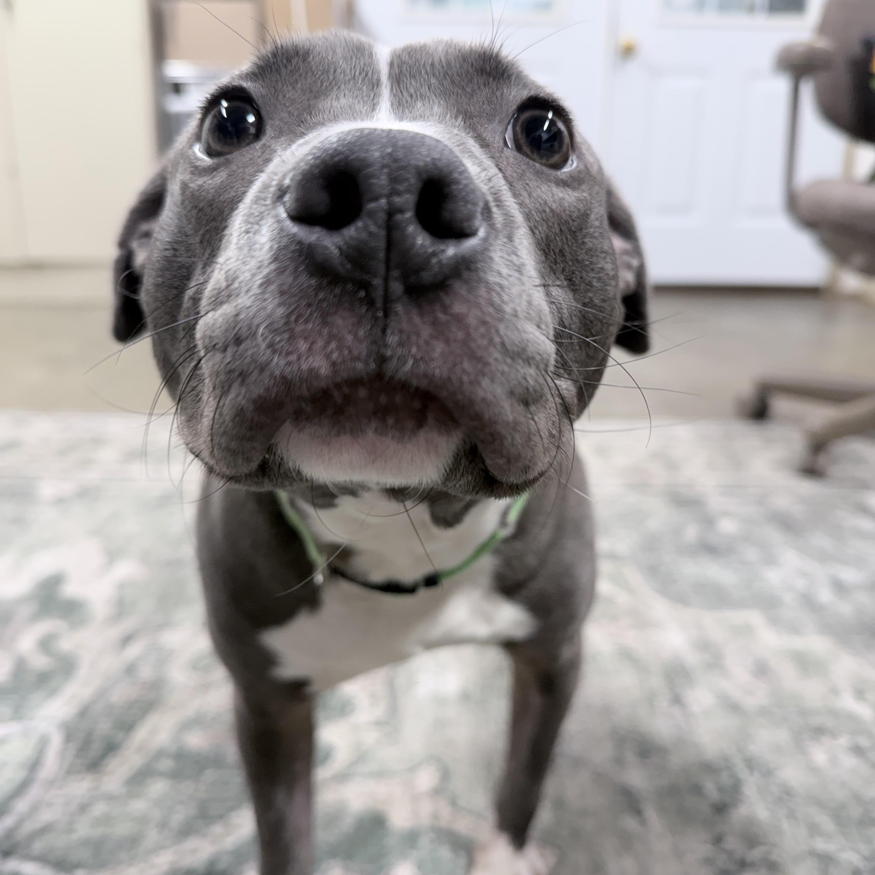 Enlarge Linus, an adoptable mixed breed in Lake Odessa, MI image 3/6