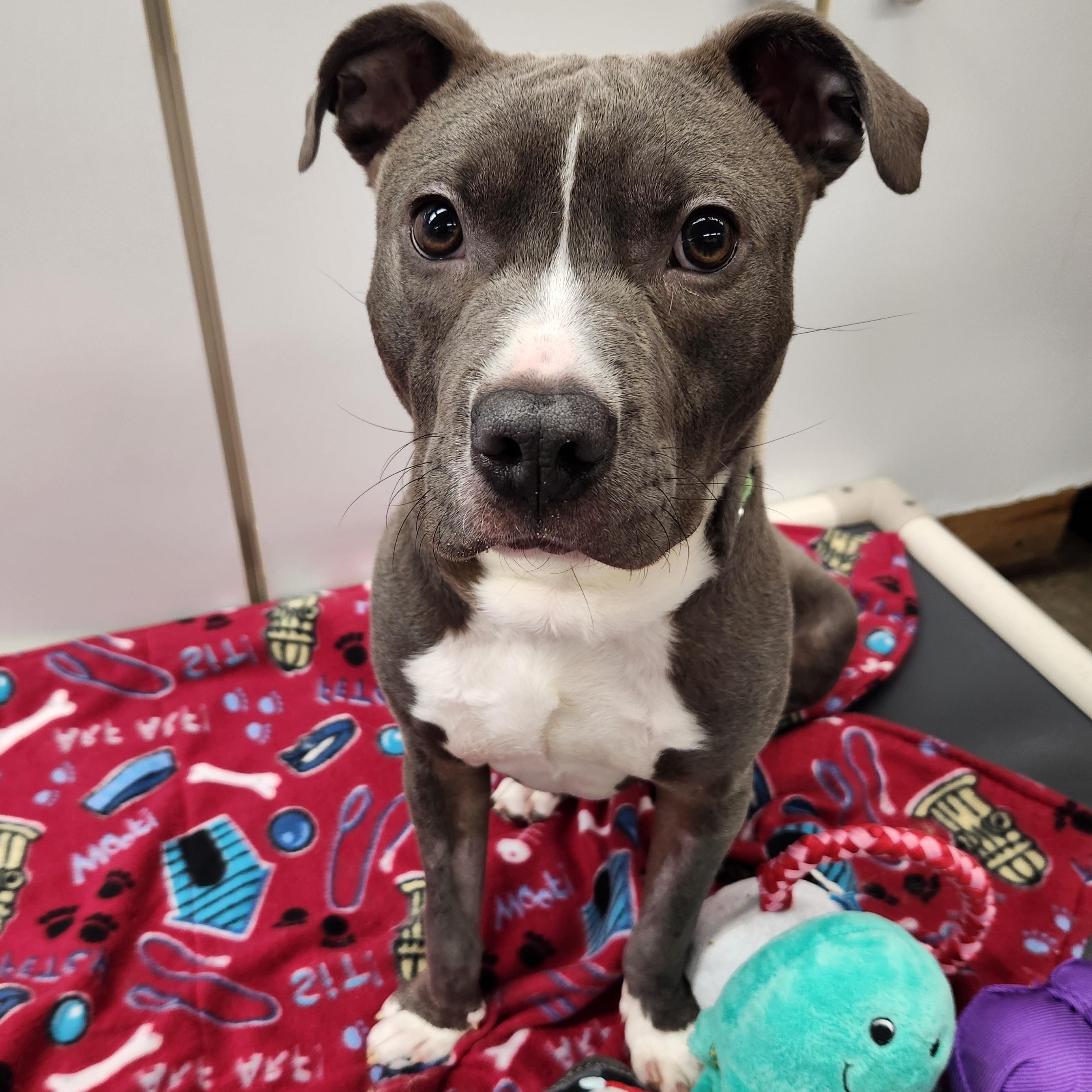 Enlarge Linus, an adoptable mixed breed in Lake Odessa, MI image 5/6