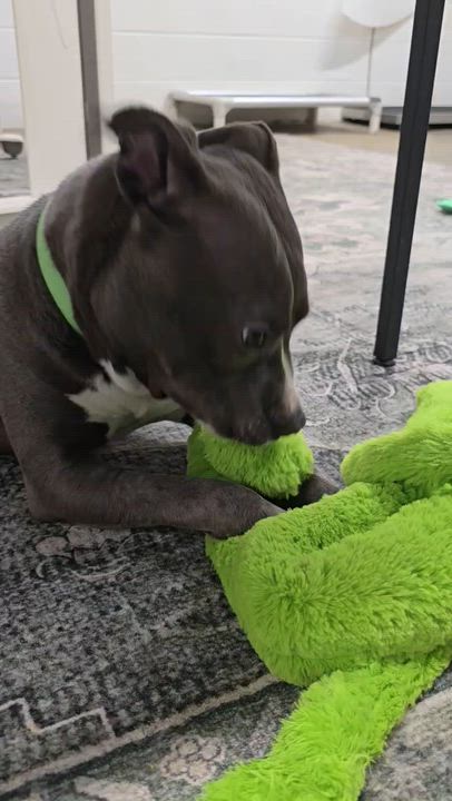 Enlarge Linus, an adoptable mixed breed in Lake Odessa, MI video 4/6