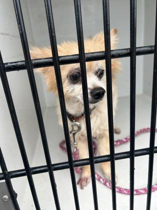 Mango Smoothie-adopted!, Adoptable, Senior Female Pomeranian & Mixed Breed.