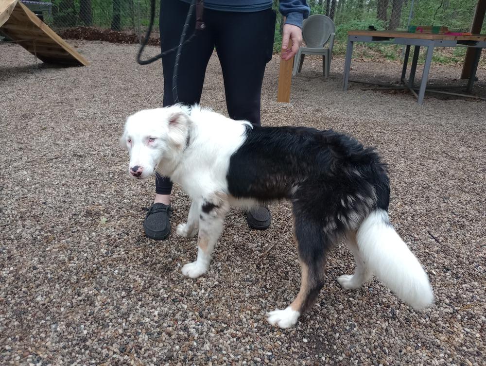 Waylon, a Adoptable mixed breed in Muskegon, MI image 1/3