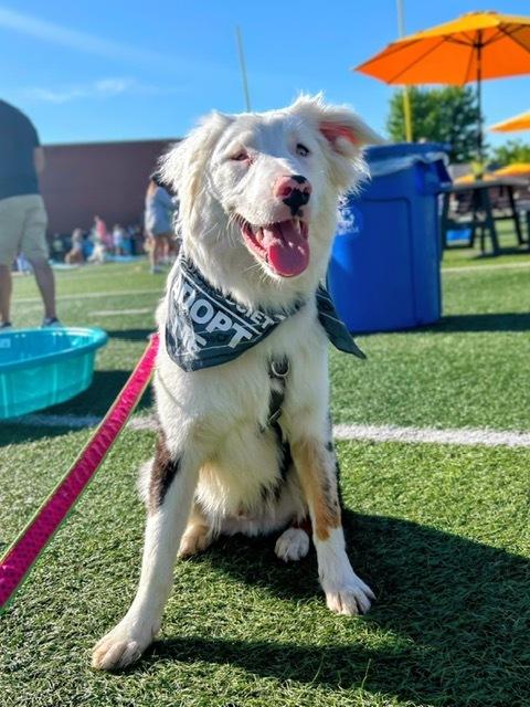 Waylon, a Adoptable mixed breed in Muskegon, MI image 2/3