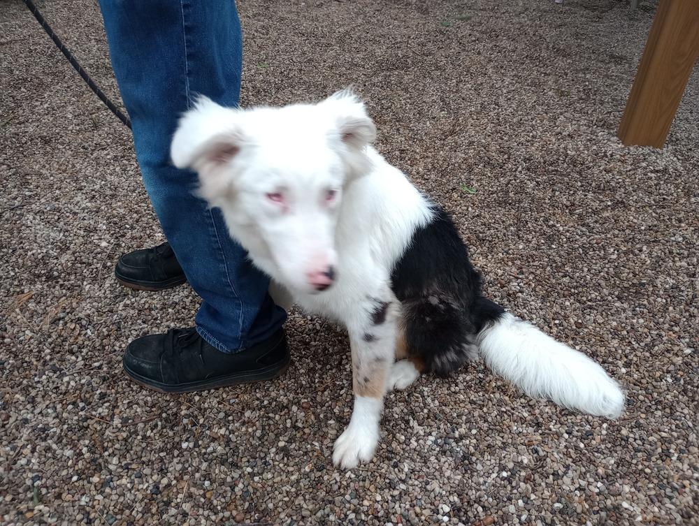 Waylon, a Adoptable mixed breed in Muskegon, MI image 3/3