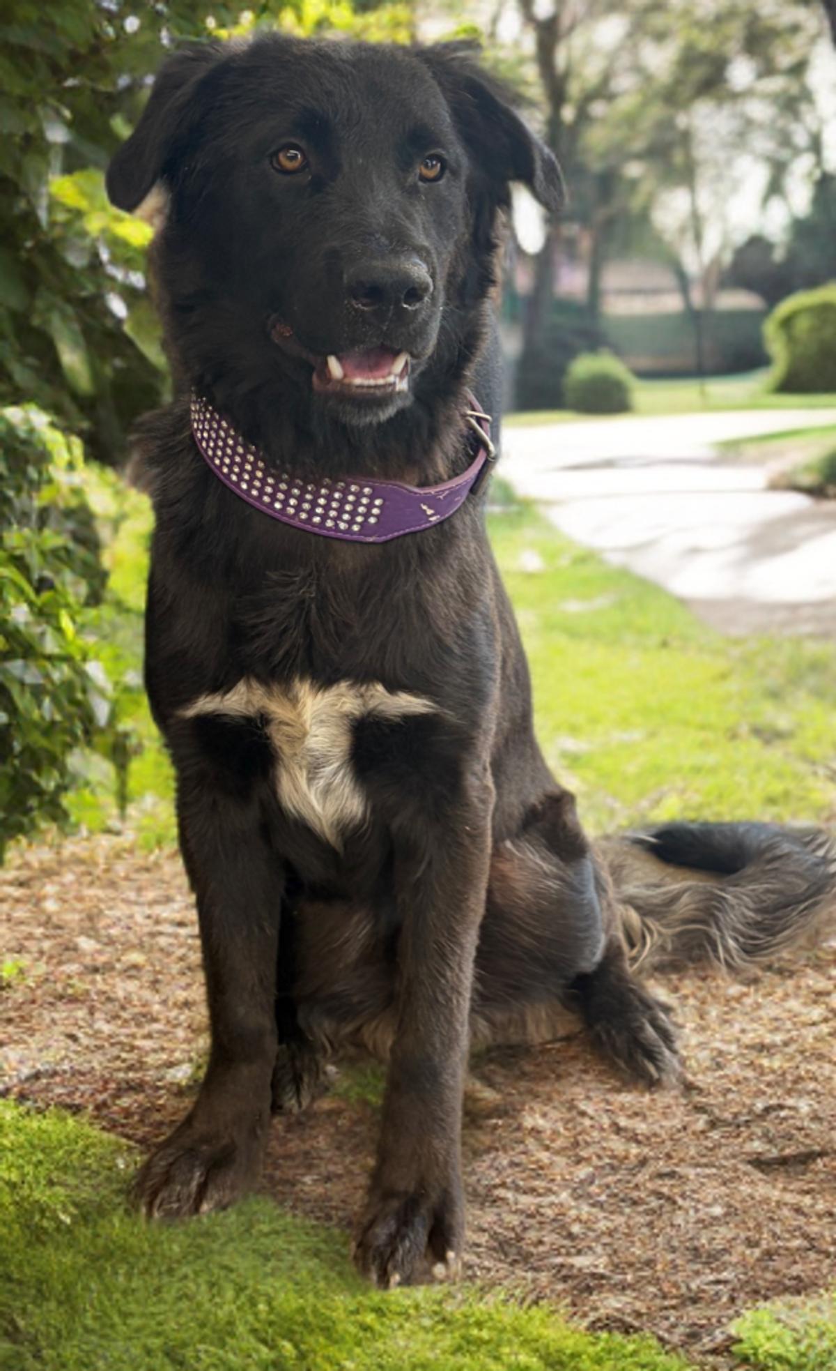Canyon, Adoptable, Adult Male Shepherd & Labrador Retriever.