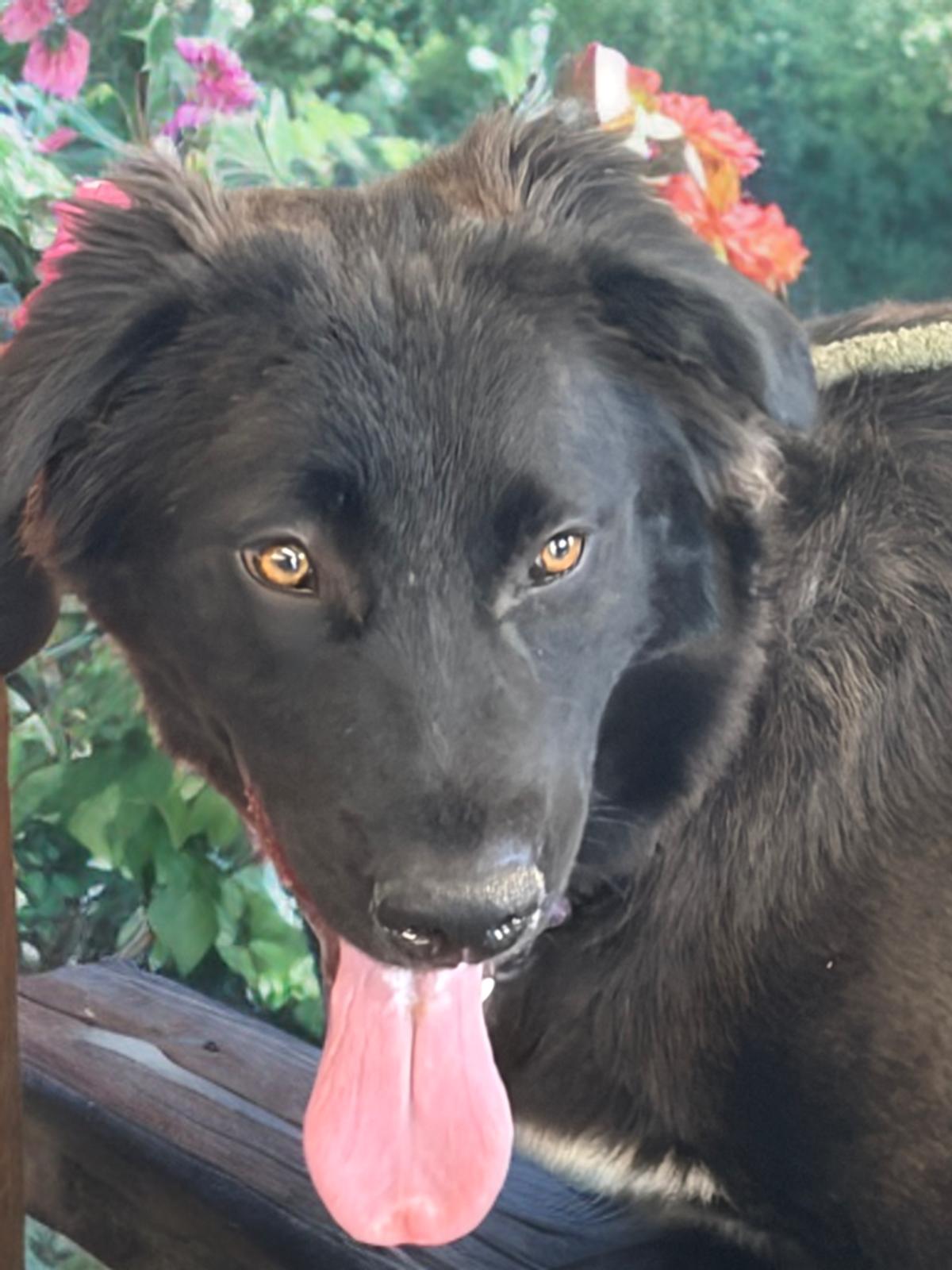 Canyon, a Adoptable mixed breed in Kingman, AZ image 2/3