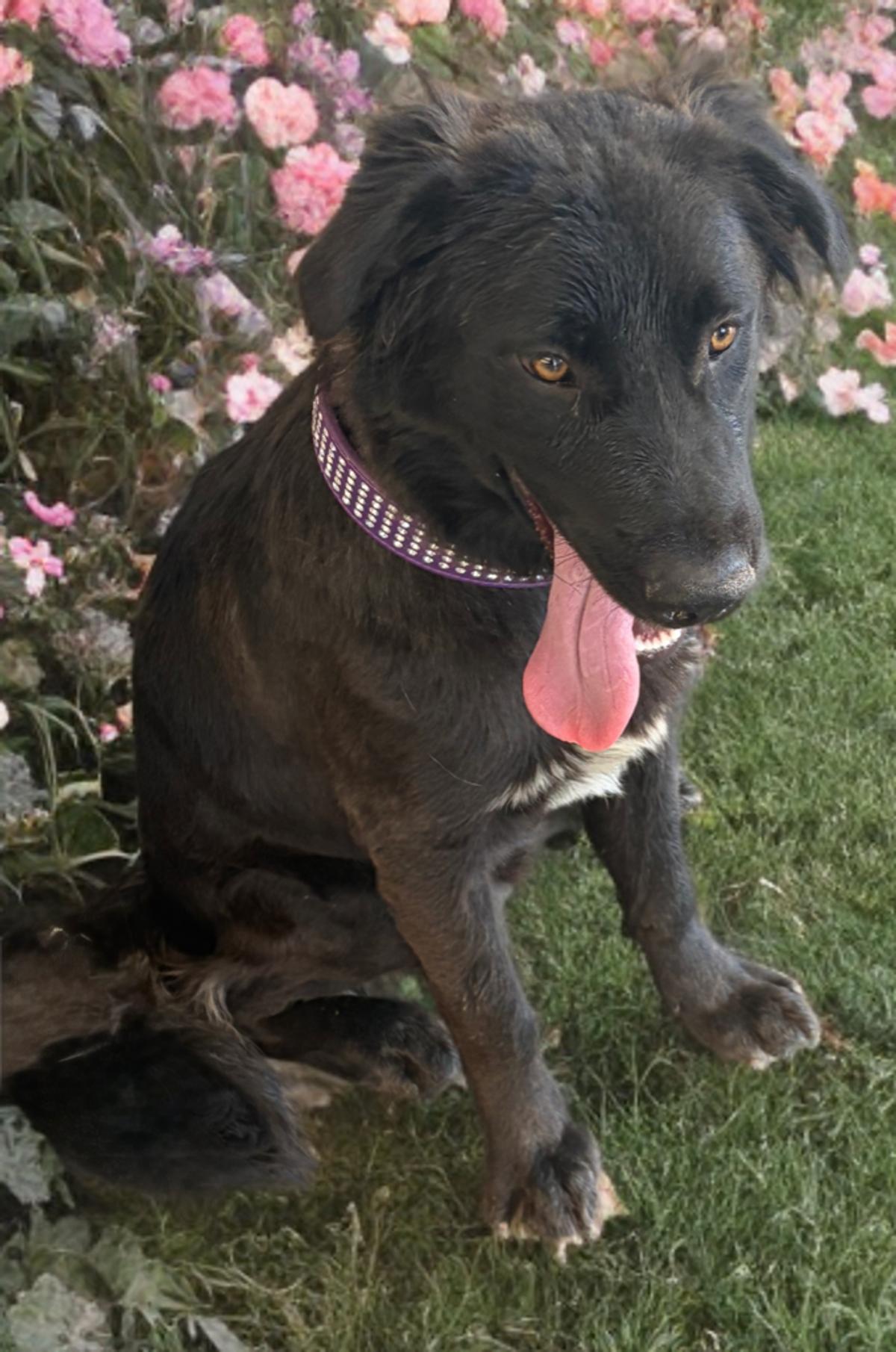 Canyon, a Adoptable mixed breed in Kingman, AZ image 3/3