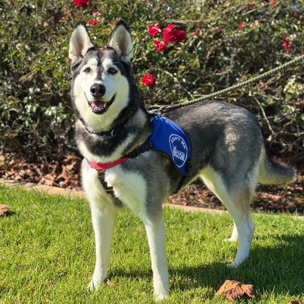 Tundra, Adoptable, Senior Female Husky.