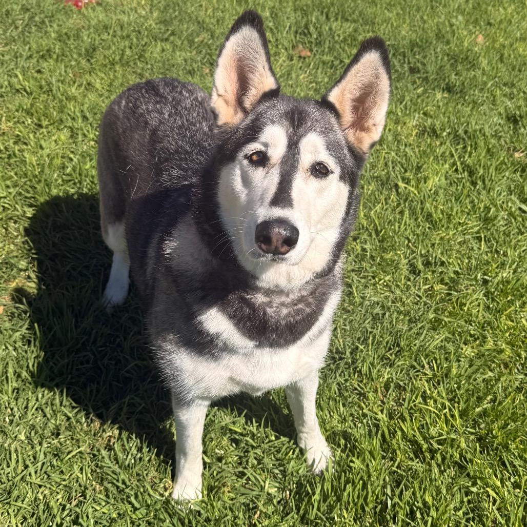 Enlarge Tundra, a Adoptable Husky in Santa Barbara, CA image 2/6