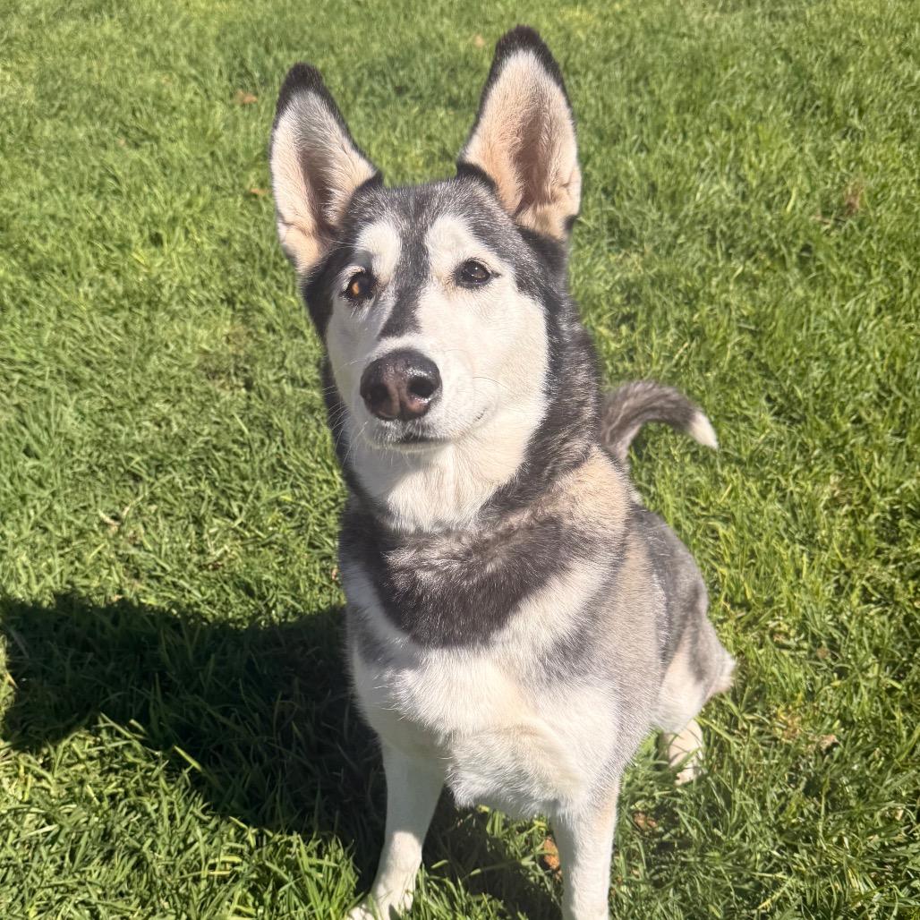 Enlarge Tundra, a Adoptable Husky in Santa Barbara, CA image 3/6