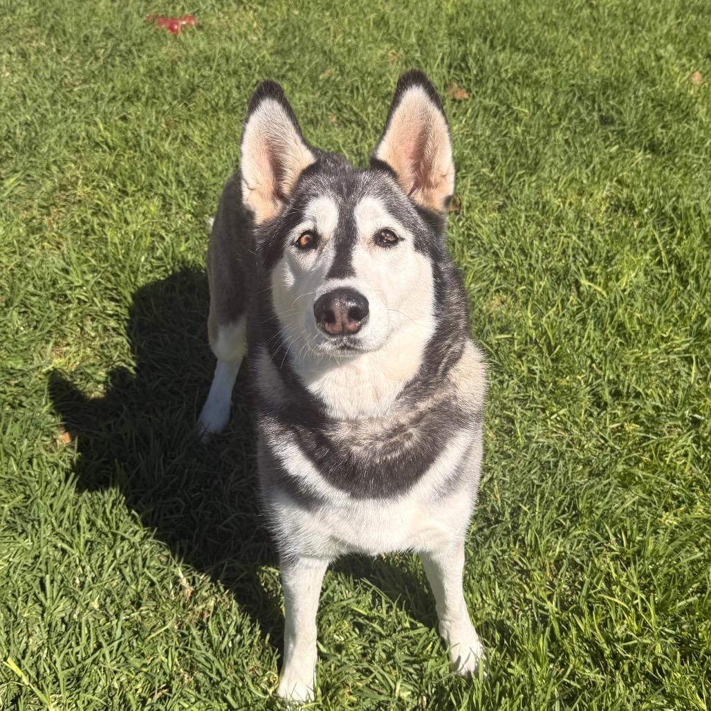 Enlarge Tundra, a Adoptable Husky in Santa Barbara, CA image 4/6