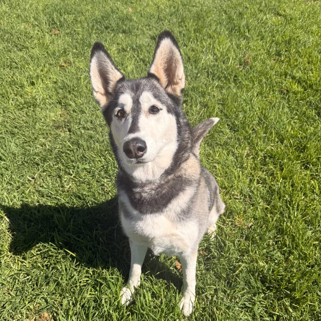 Enlarge Tundra, a Adoptable Husky in Santa Barbara, CA image 5/6