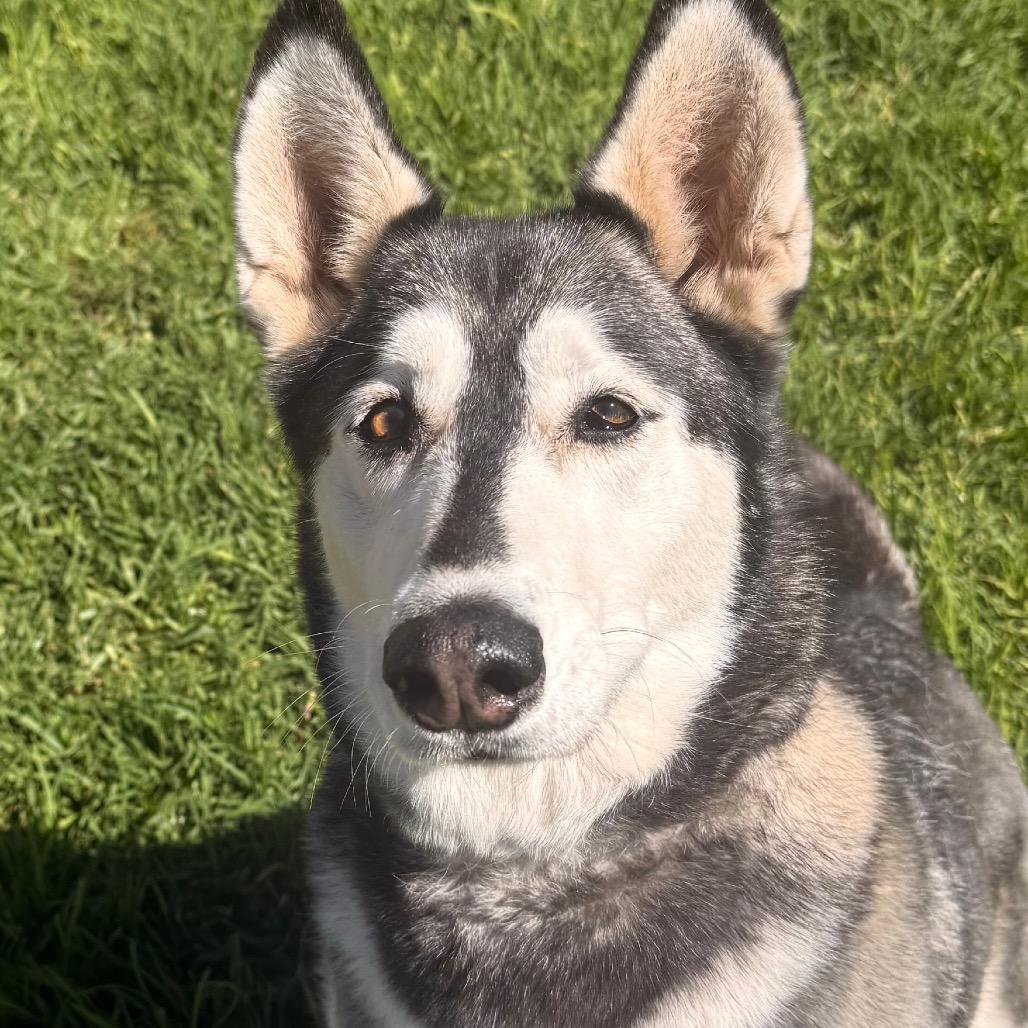 Enlarge Tundra, a Adoptable Husky in Santa Barbara, CA image 6/6
