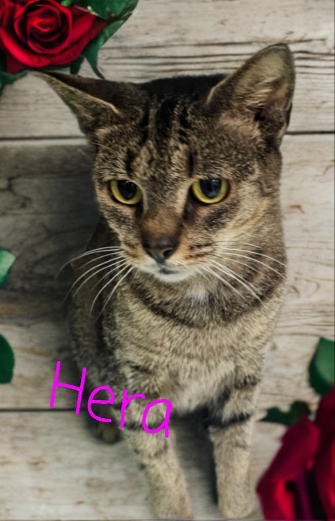 Hera, Adoptable, Adult Female Domestic Short Hair.