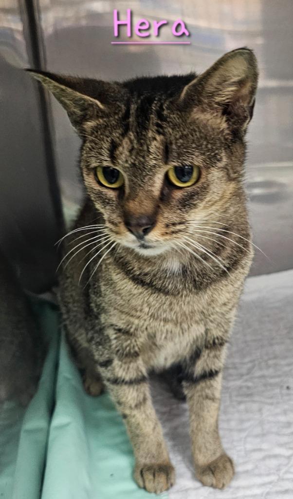 Enlarge Hera, a Adoptable mixed breed in Jim Thorpe, PA image 2/2