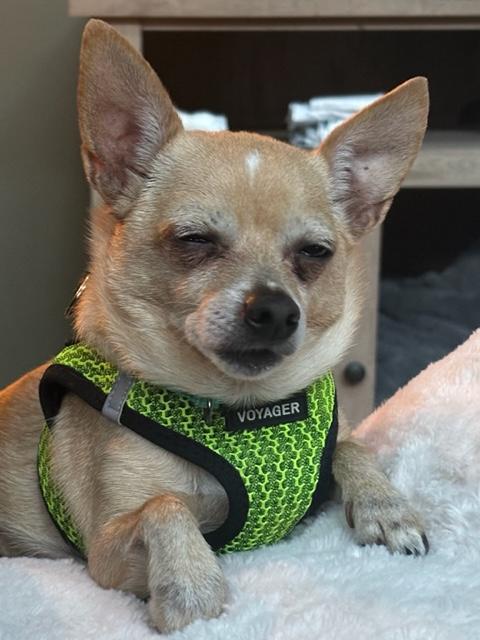 Chico photo 3