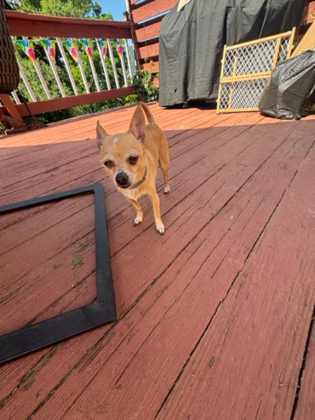 Chico, Adult Male Chihuahua