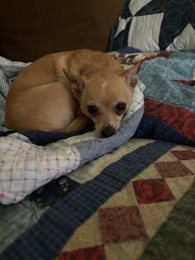 Chico photo 5
