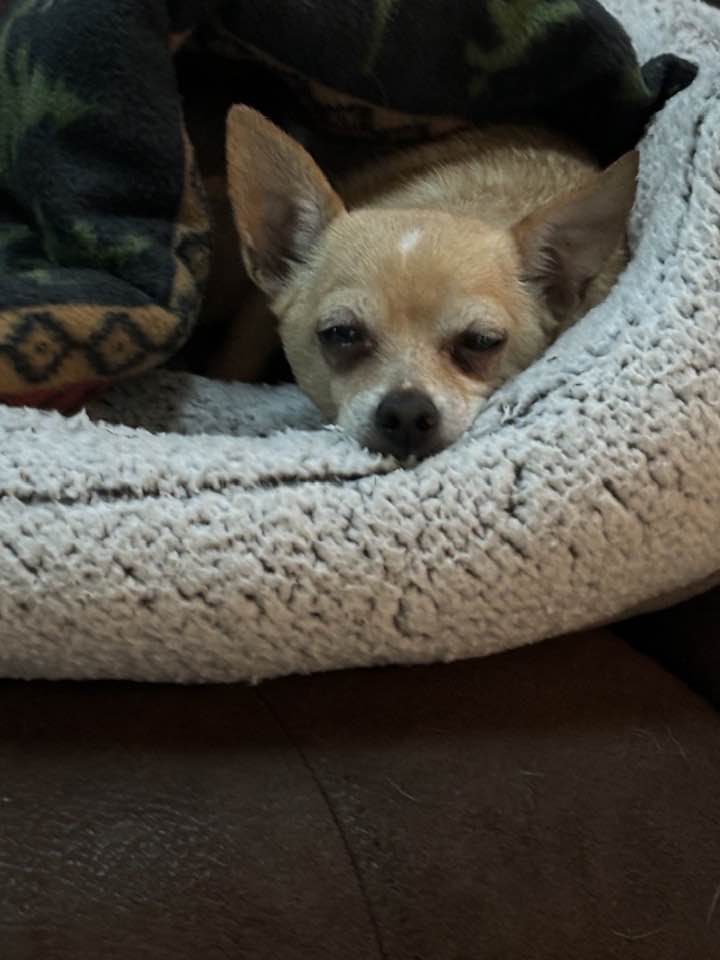 Chico photo 2