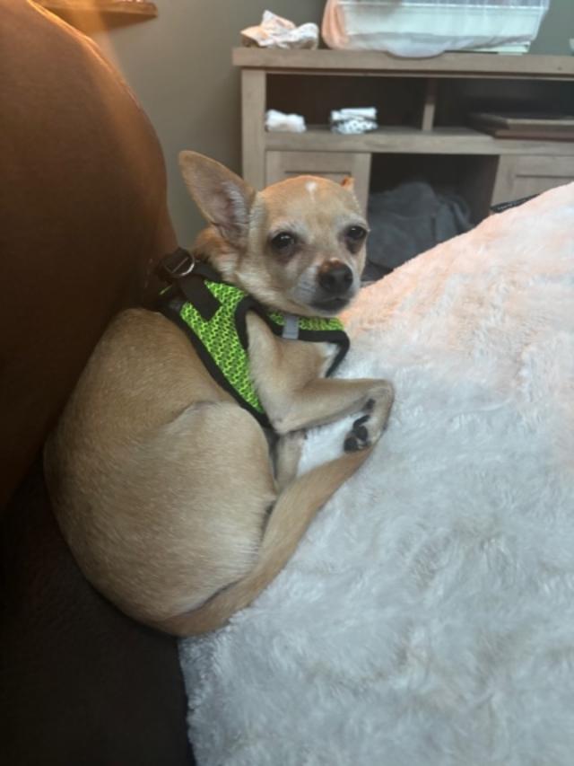 Chico photo 7