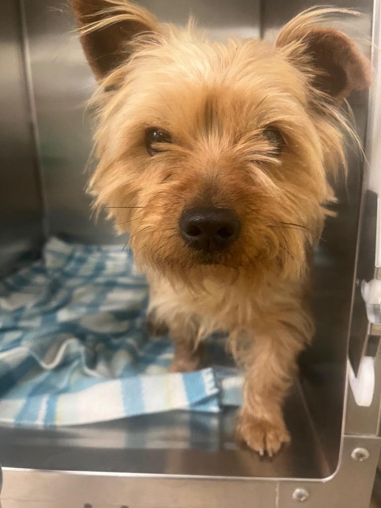 Hibiscus, Adopted, Young Female Yorkshire Terrier.