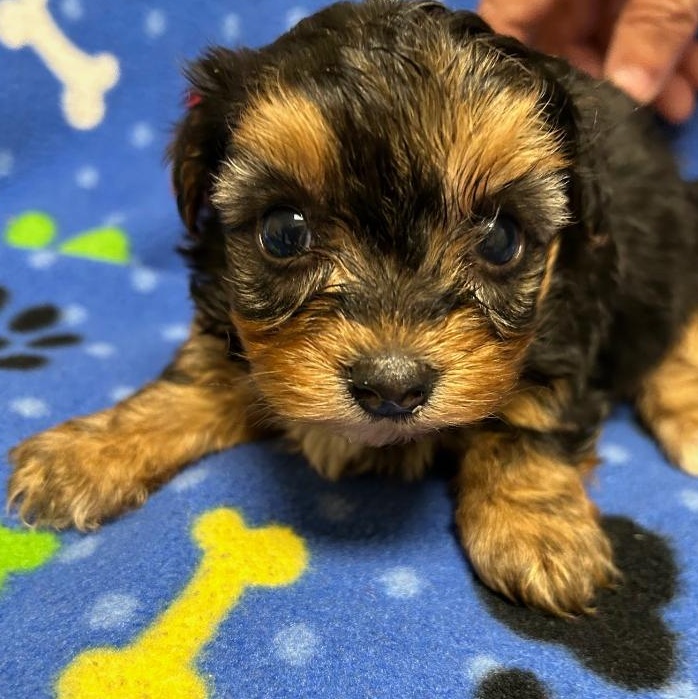 Dog for adoption Ruby, a Yorkshire Terrier in Bartonsville, PA