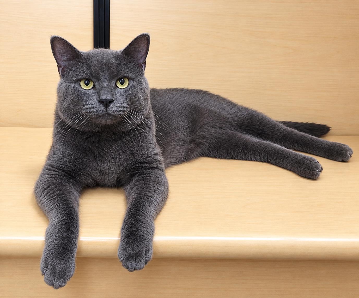 Rocco, Adoptable, Adult Male Domestic Short Hair.