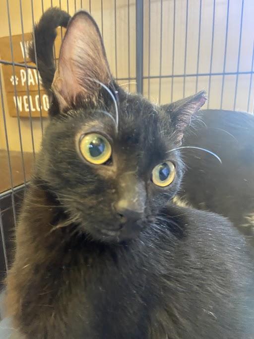 100% Cacao, ADOPTABLE, Adult Male Domestic Short Hair.