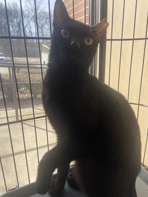 Enlarge 100% Cacao, a ADOPTABLE Domestic Short Hair in Germantown, TN image 2/2