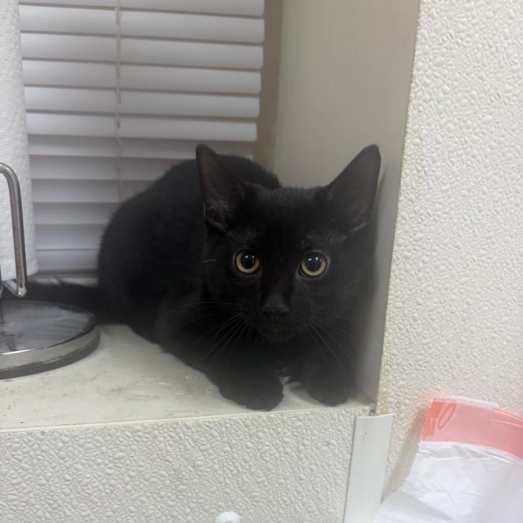 Hot Cheeto, Adoptable, Kitten Male Domestic Short Hair.