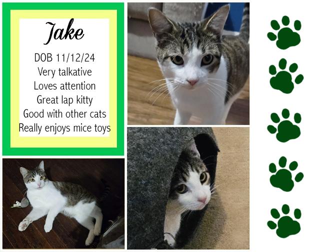 Enlarge Jake, a Adoptable Domestic Short Hair in Longview, TX image 1/6