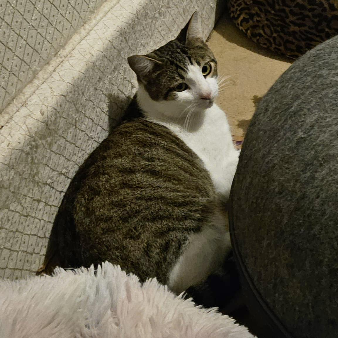 Enlarge Jake, a Adoptable Domestic Short Hair in Longview, TX image 2/6