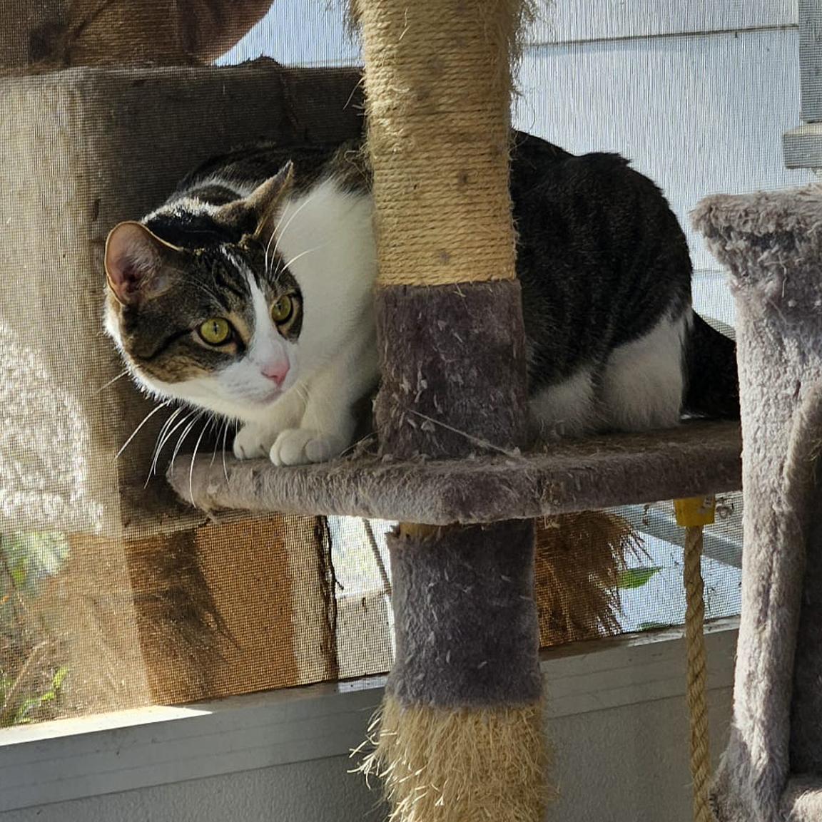 Enlarge Jake, a Adoptable Domestic Short Hair in Longview, TX image 3/6