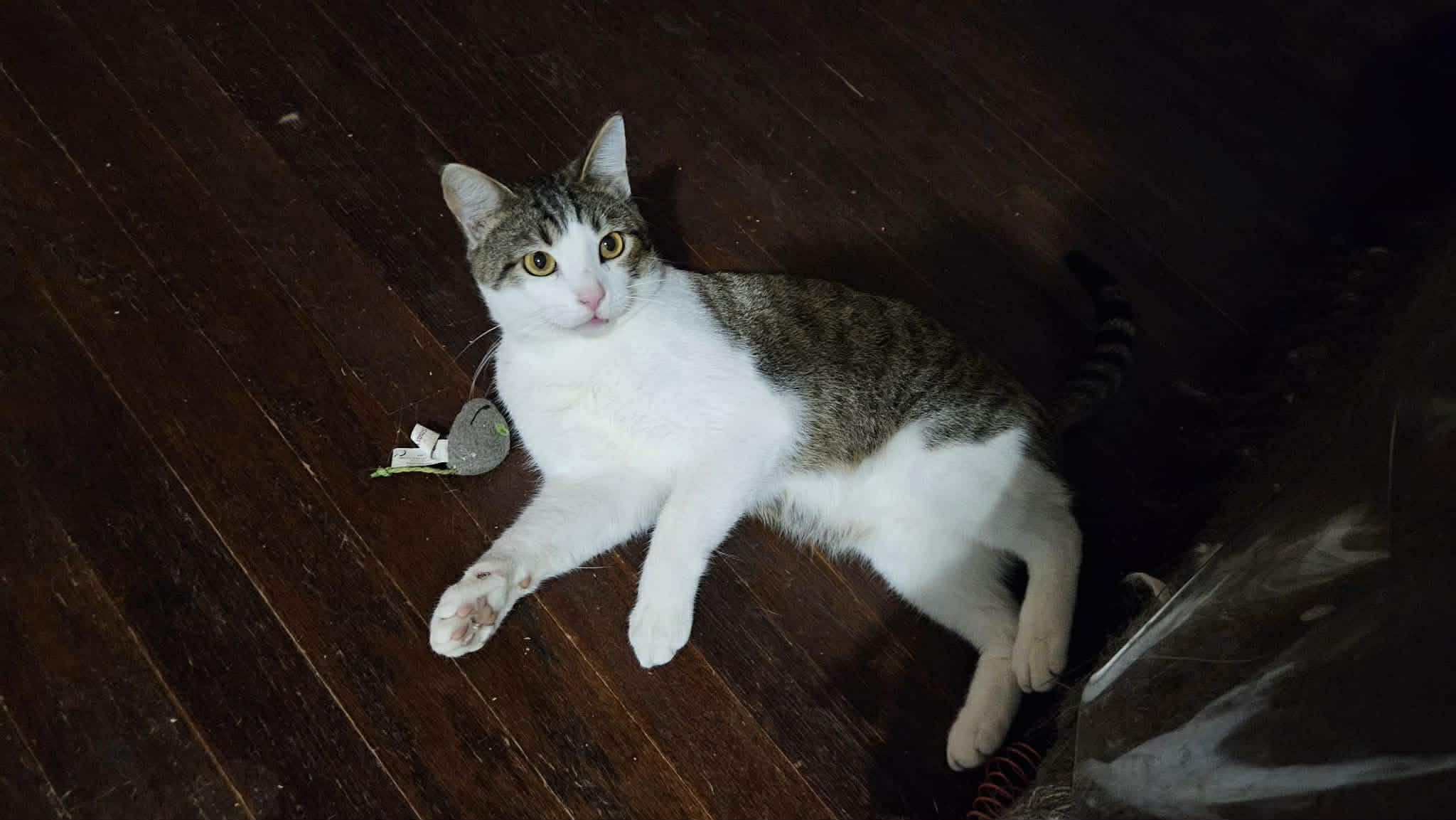 Enlarge Jake, a Adoptable Domestic Short Hair in Longview, TX image 4/6