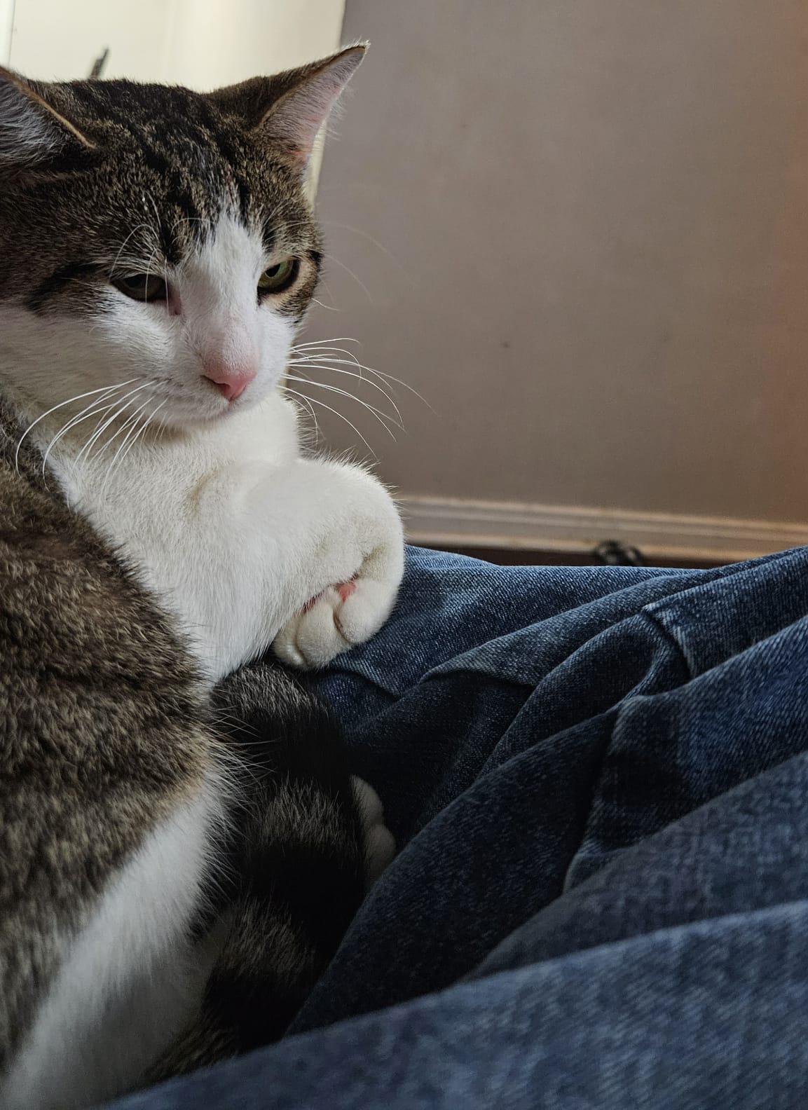 Enlarge Jake, a Adoptable Domestic Short Hair in Longview, TX image 5/6