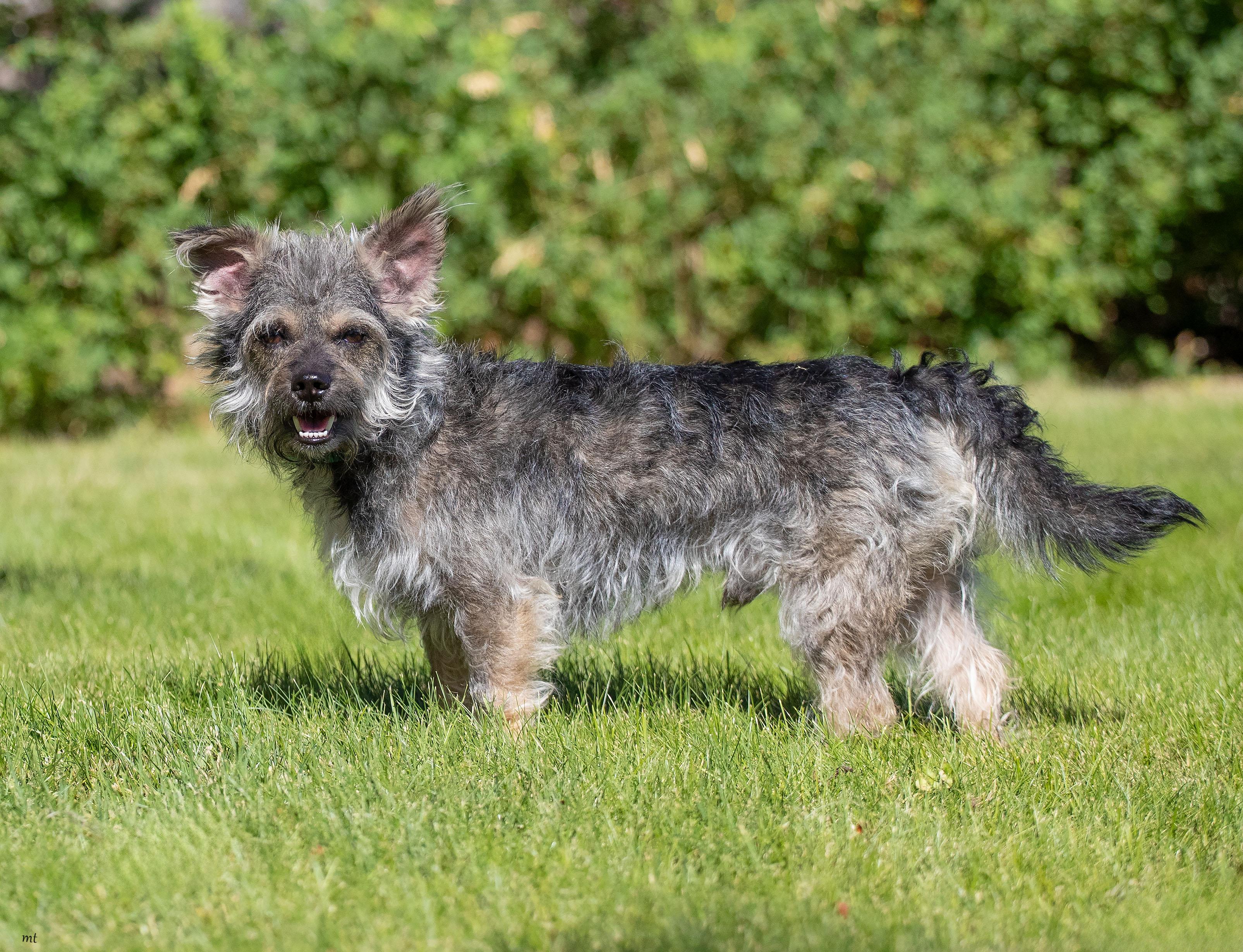 Ollie, a ADOPTABLE mixed breed in Washoe Valley, NV image 4/5