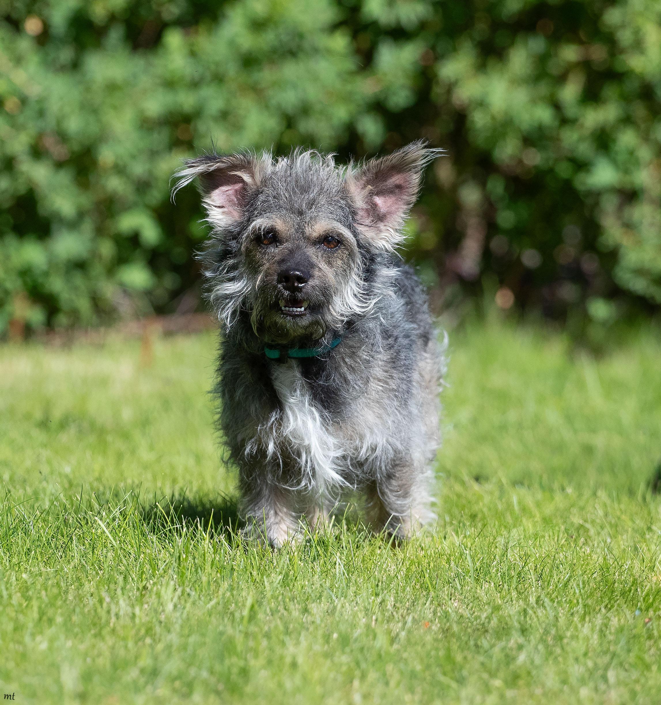 Ollie, a ADOPTABLE mixed breed in Washoe Valley, NV image 5/5