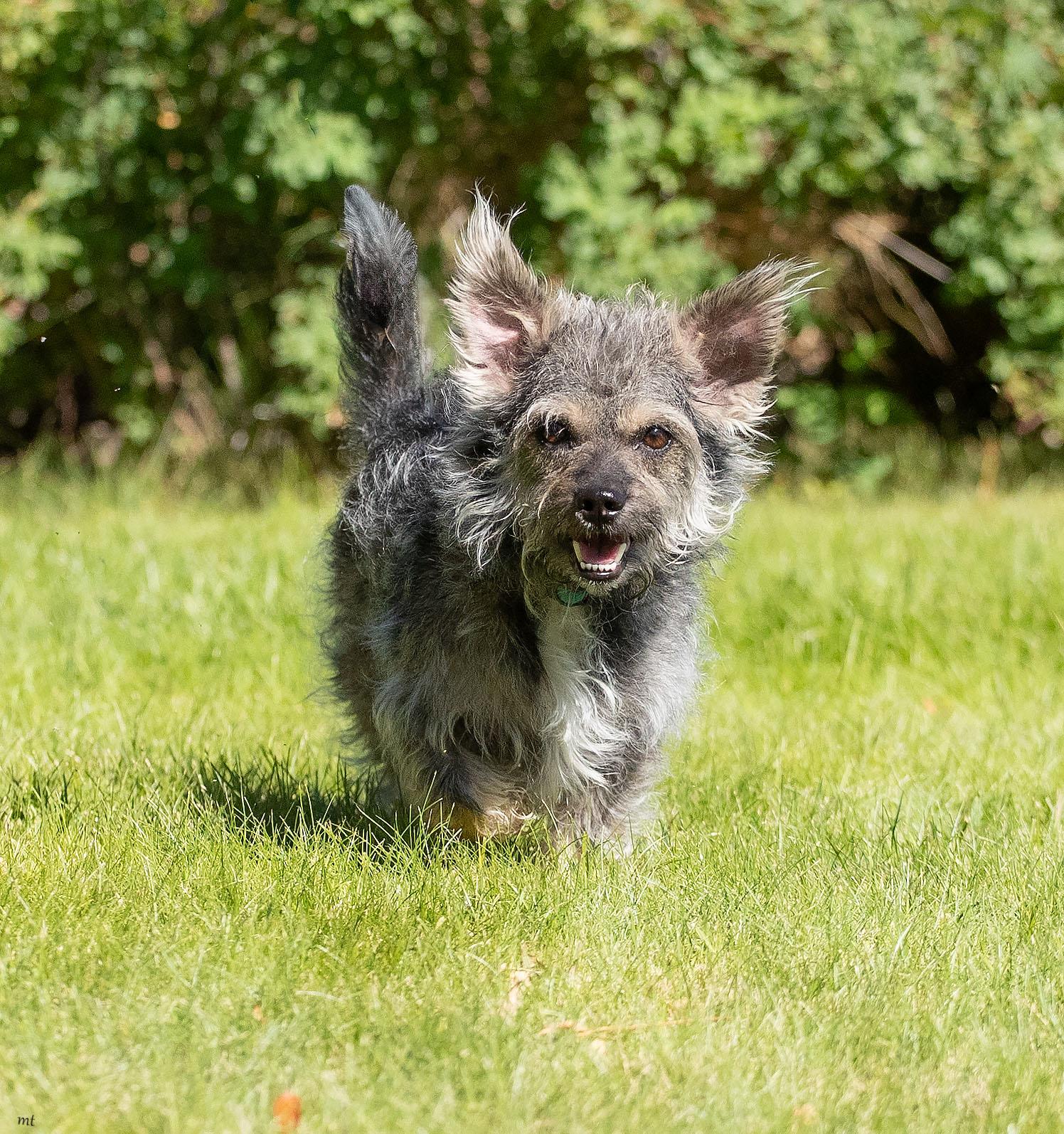 Ollie, a ADOPTABLE mixed breed in Washoe Valley, NV image 2/5
