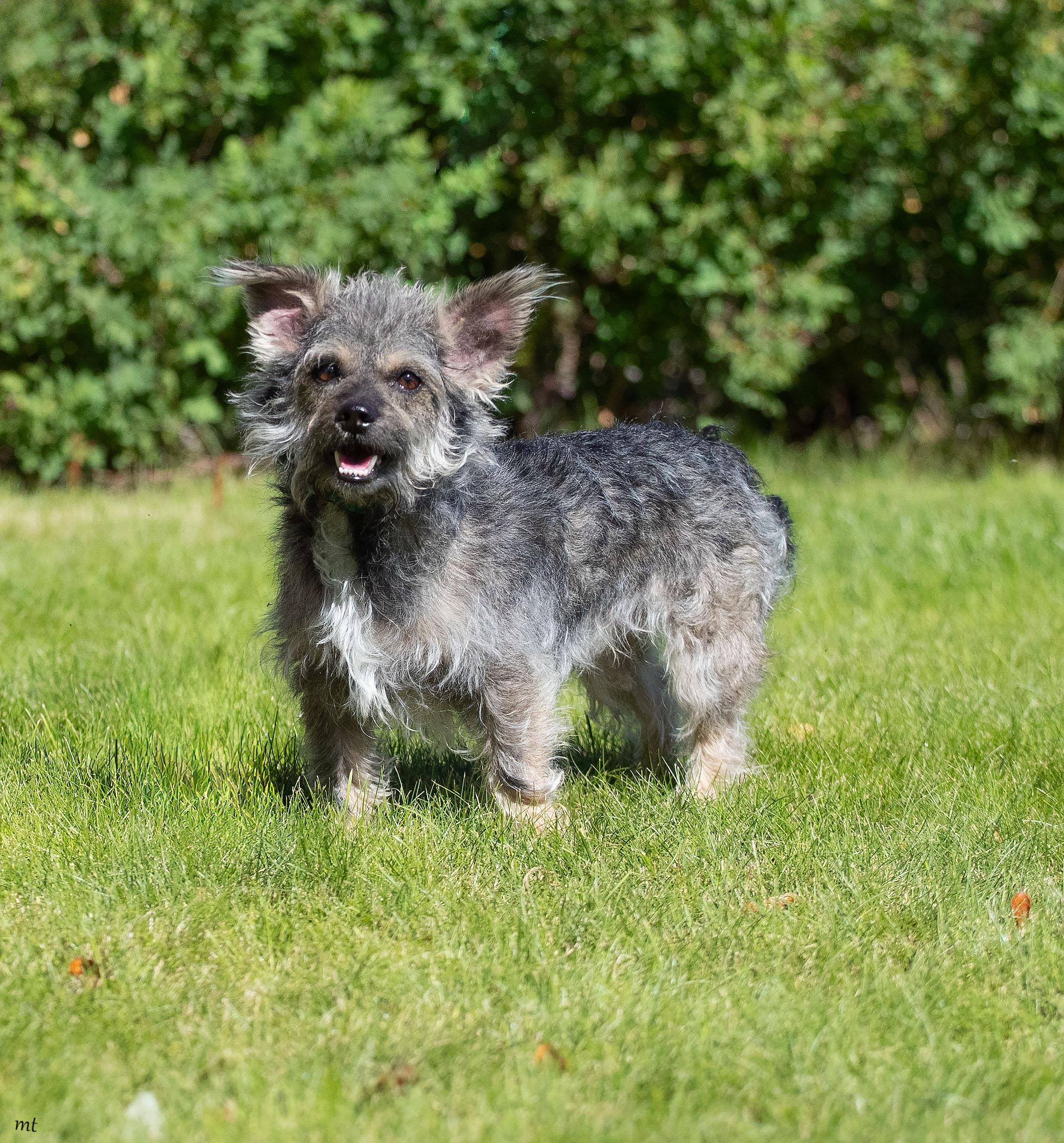 Ollie, a ADOPTABLE mixed breed in Washoe Valley, NV image 1/5