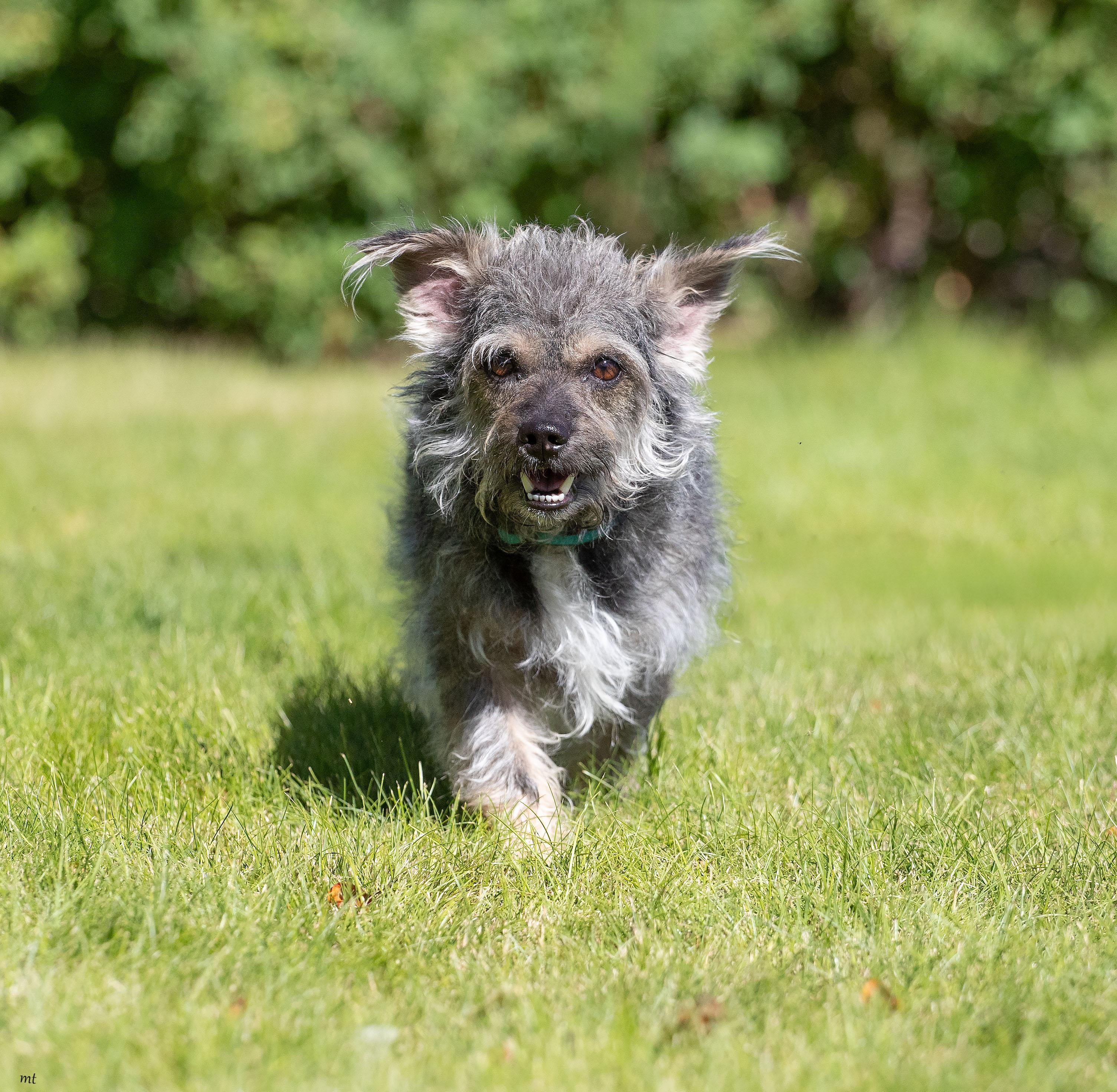 Ollie, a ADOPTABLE mixed breed in Washoe Valley, NV image 3/5