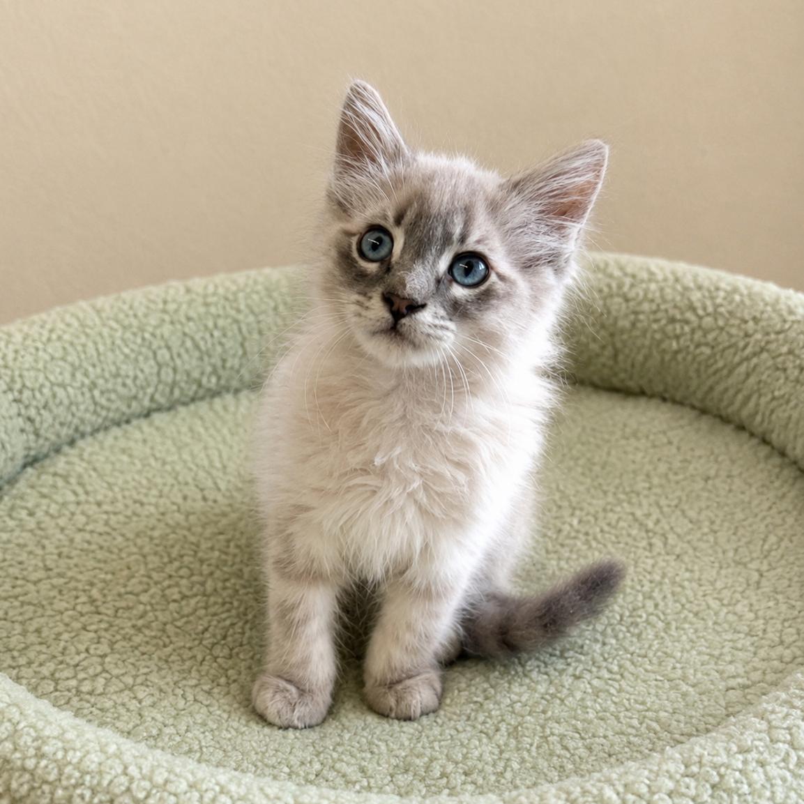 Solstice, adopted, Kitten Male Siamese & Domestic Medium Hair.