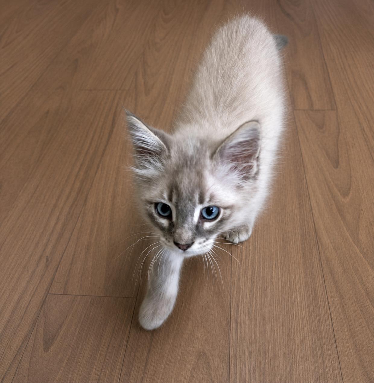 Solstice, an adopted mixed breed in Long Beach, WA image 2/4