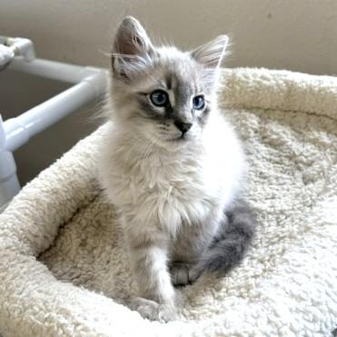 Solstice, an adopted mixed breed in Long Beach, WA image 4/4